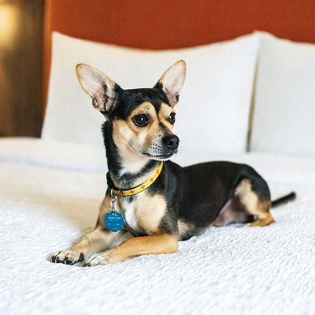 Hampton Inn Lexington South Dış mekan fotoğraf